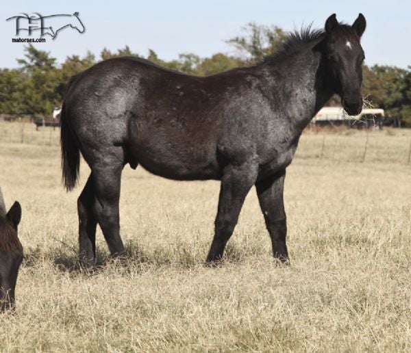 Blue Lou Dividend MA's 2022 blue roan colt -CONTRACT SIGNED   SALE PENDING